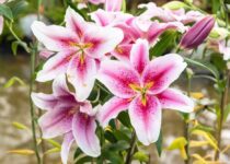 Descubra como cultivar lírios com sucesso, garantindo flores saudáveis com solo adequado, luminosidade e manutenção correta.