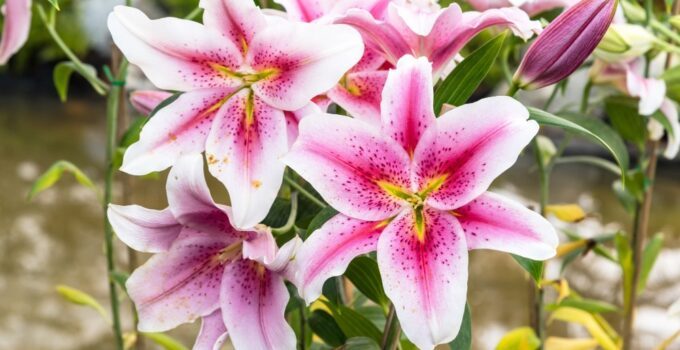 Descubra como cultivar lírios com sucesso, garantindo flores saudáveis com solo adequado, luminosidade e manutenção correta.